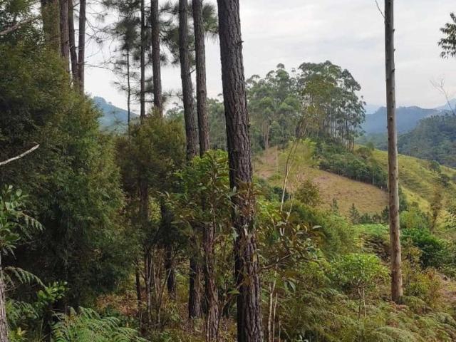 Terreno venda em São João Batista, Centro