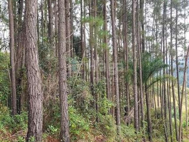 Terreno venda em Região Geográfica Imediata de Brusque, São João Batista