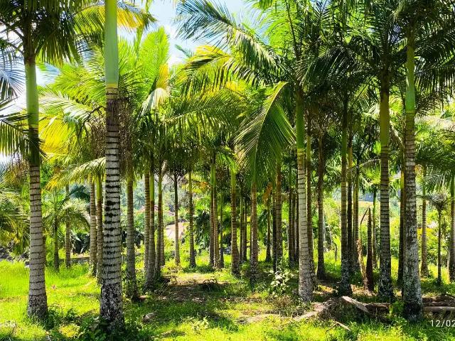 Terreno venda em Região Geográfica Imediata de Joinville, São João do Itaperiu
