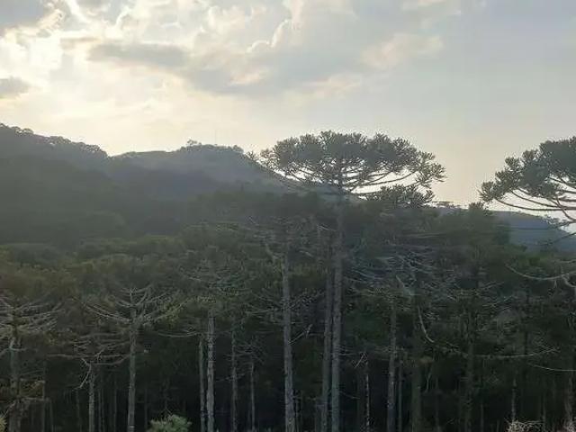 Terreno venda em Região Geográfica Imediata de Lages, São Joaquim