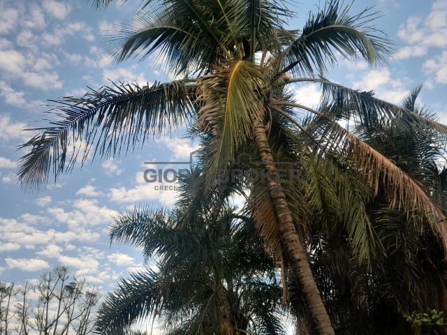 Terreno venda em São José do Rio Preto