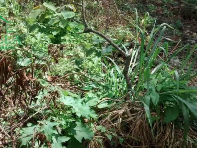 Terreno venda em São Domingos, São Paulo