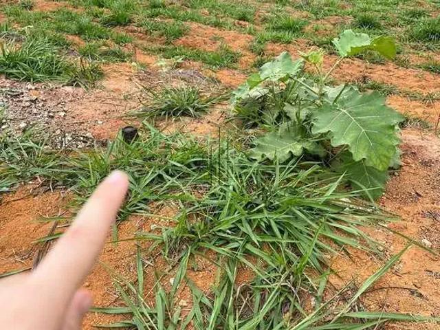 Terreno venda em Região Geográfica Imediata de Ipatinga, Região Metropolitana do Vale do Aço