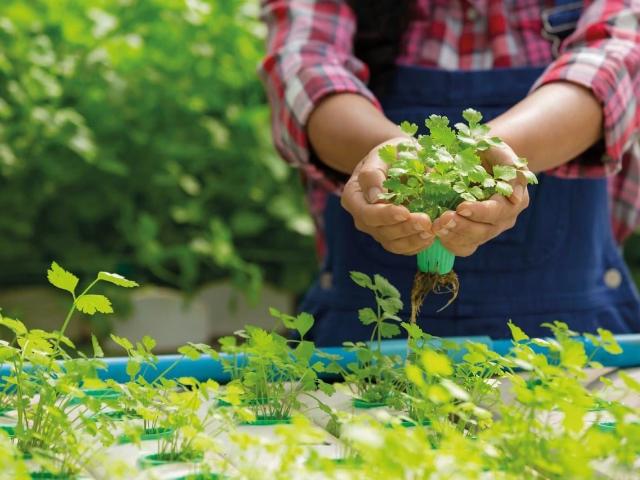 Terreno venda em Jardim Macarenko, Sumaré