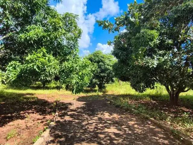 Terreno venda em Região Geográfica Imediata de Arapiraca, Taquarana
