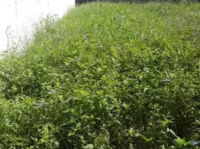 Terreno venda em Piracangaguá, Taubaté