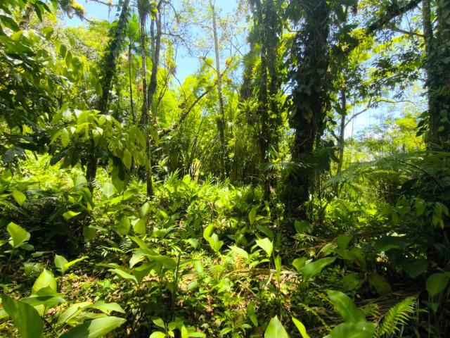 Terreno venda em Tiroleses, Timbó