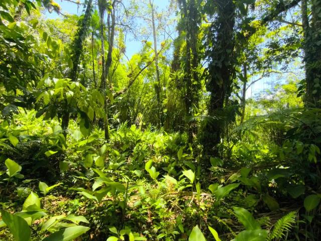 Terreno venda em Região Geográfica Imediata de Blumenau, Timbó