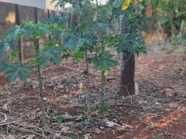Terreno venda em Região Geográfica Imediata de Goiânia, Trindade