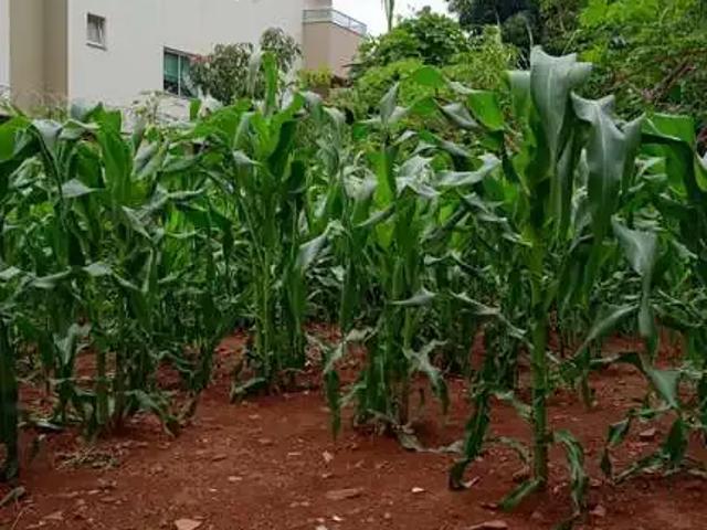 Terreno venda em Região Geográfica Imediata de Uberlândia, Oliveira Fortes