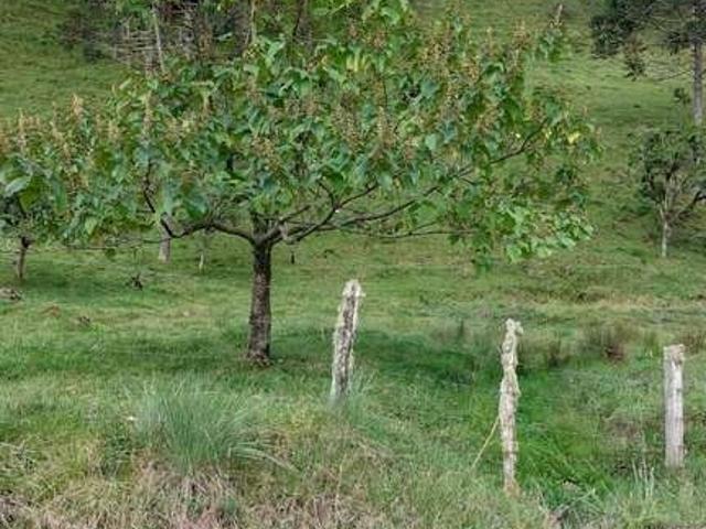 Terreno venda em Região Geográfica Imediata de Brusque, Nova Trento