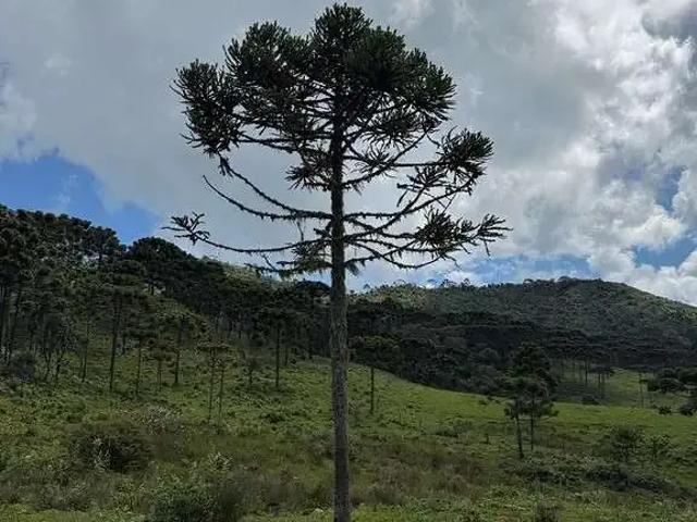 Terreno venda em Região Geográfica Imediata de Brusque, Brusque