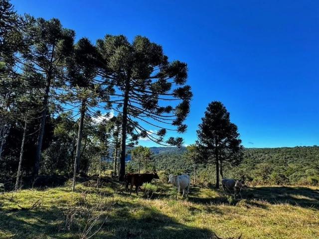 Terreno venda em Urubici, Região Geográfica Intermediária de Lages