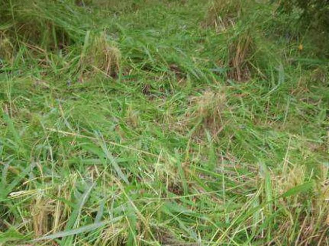 Terreno venda em Nova Aliança, Várzea Grande