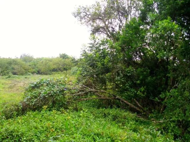 Terreno venda em Dom Feliciano, Viamão