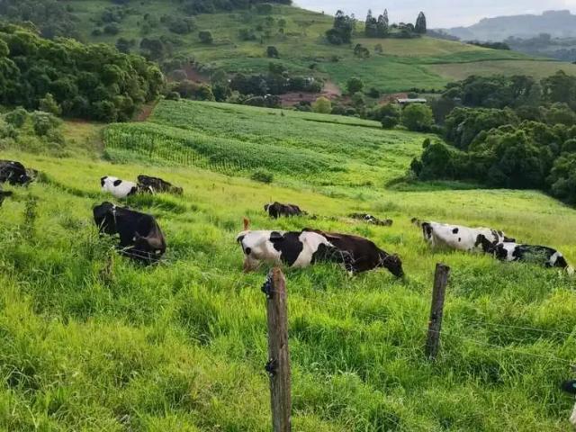 Terreno venda em Região Geográfica Imediata de Xanxerê, Xavantina