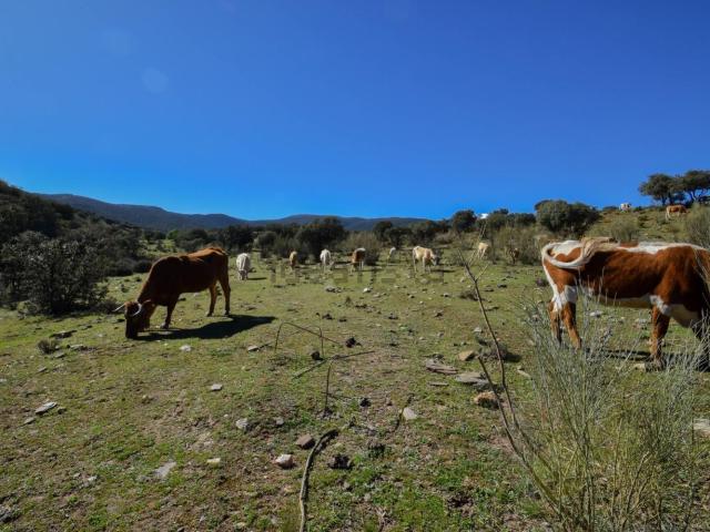 Terreno en venta en Comarca de Guadix, Andalucía