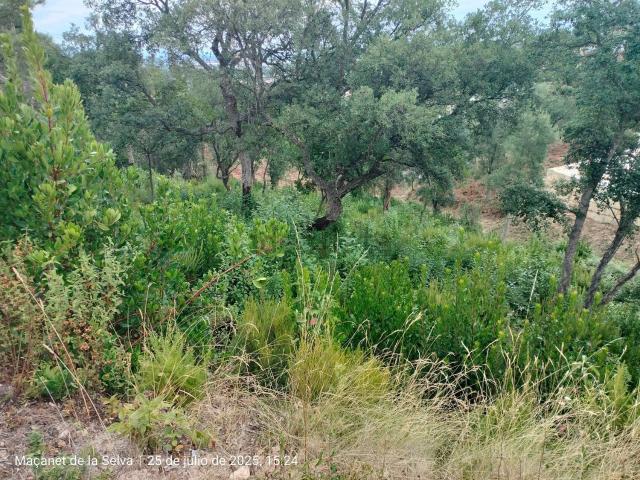 Terreno en venta en la Selva, Catalunya