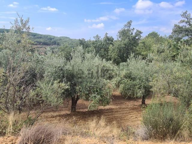 Terreno en venta en Madrigal De La Vera, Extremadura