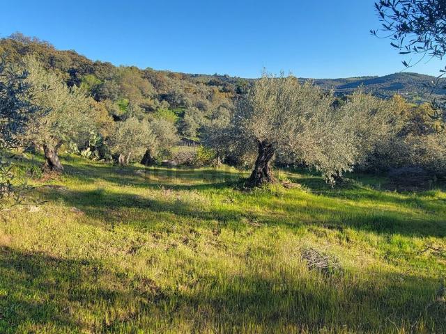Terreno en venta en Madroñera, Extremadura