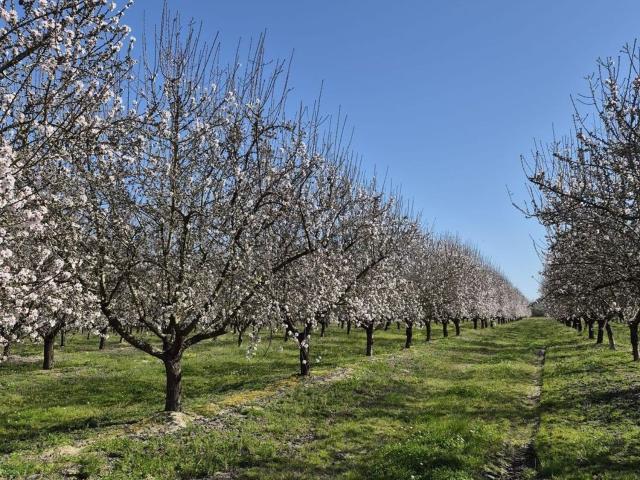 Terreno en venta en Majadas, Extremadura