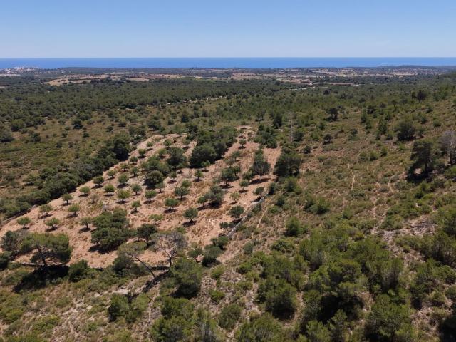 Terreno en venta en Manacor, Llevant