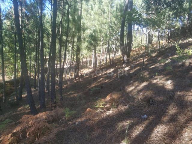 Terreno venda em Rio de Galinhas, Marco De Canaveses