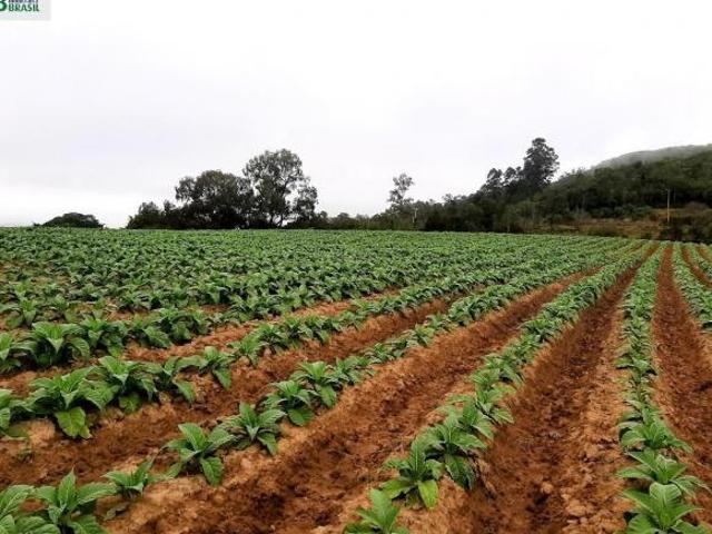 Terreno venda em Mariana Pimentel