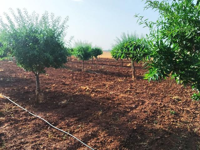 Terreno en venta en Membrilla, Castilla-La Mancha