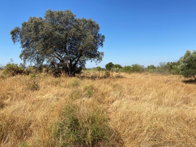 Terreno en venta en Millanes, Extremadura