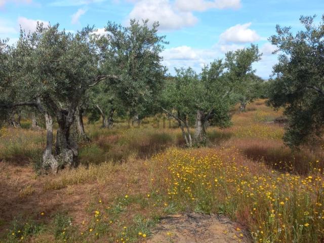 Terreno en venta en Millanes, Extremadura