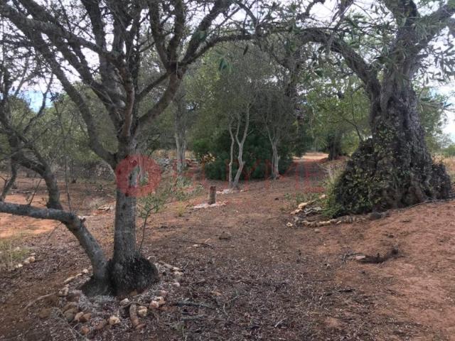 Terreno venda em Patã de Cima, Loulé