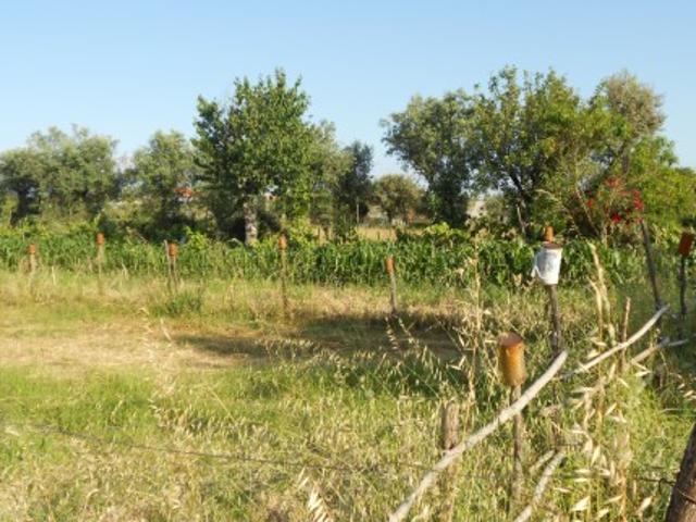 Terreno venda em Canas de Senhorim, Nelas