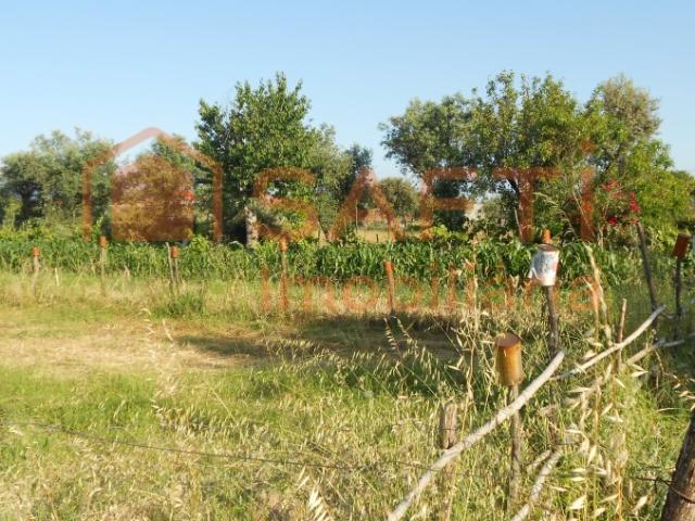 Terreno venda em Canas de Senhorim, Nelas