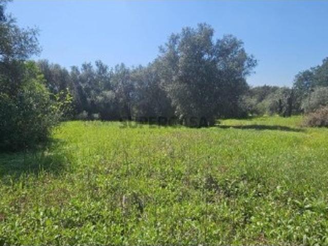 Terreno venda em Loulé, Faro