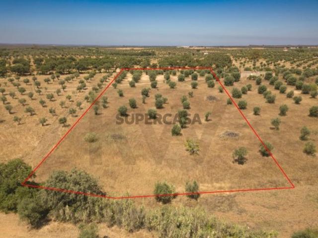 Terreno venda em Sousel, Almadafe Terreno venda em Sousel, Almadafe