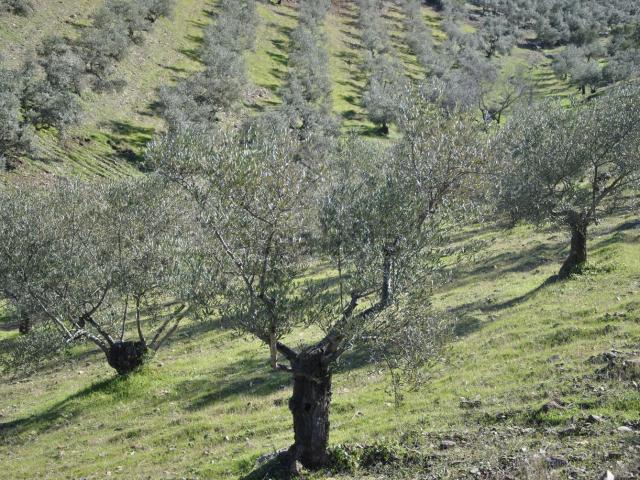 Terreno en venta en Casar De Palomero, Extremadura
