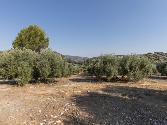 Terreno en venta en Comarca de Loja, Andalucía