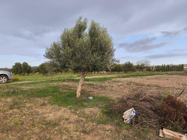 Terreno en venta en Pla de Mallorca, Baleares