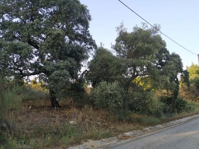 Terreno venda em Castelo Branco