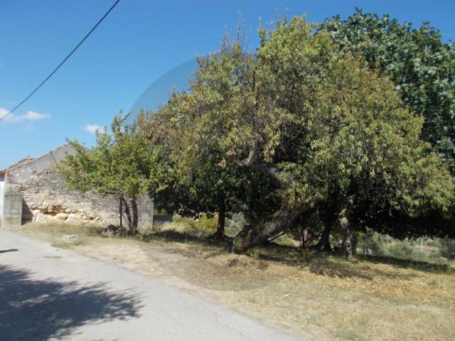 Terreno venda em Brogueira