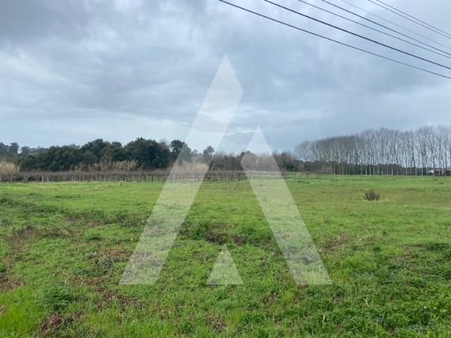 Terreno venda em Anadia, Aveiro