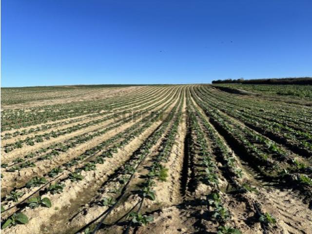Terreno venda em Peniche, Leiria