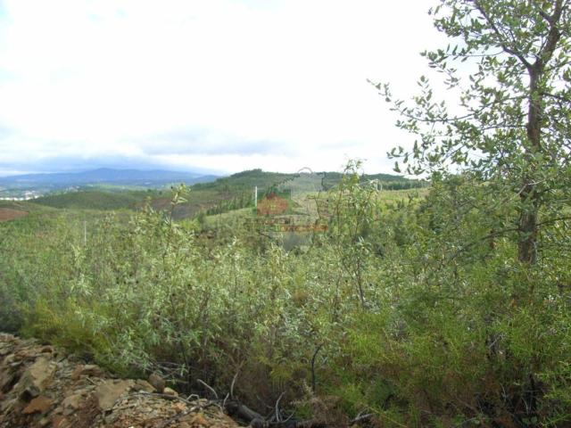 Terreno venda em Castelo Branco, Cumeada