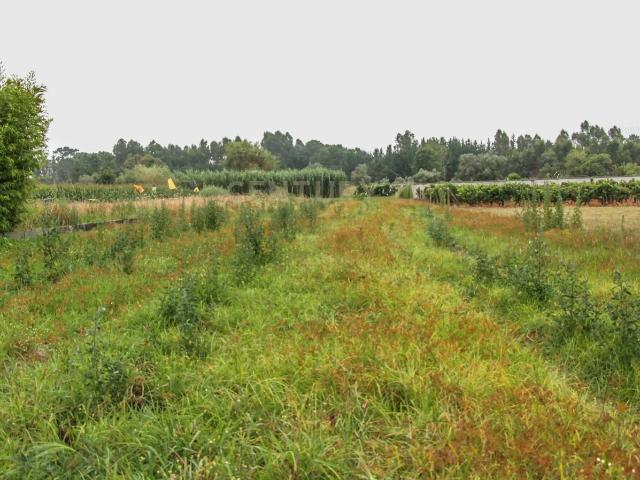Terreno venda em Pombal, Leiria