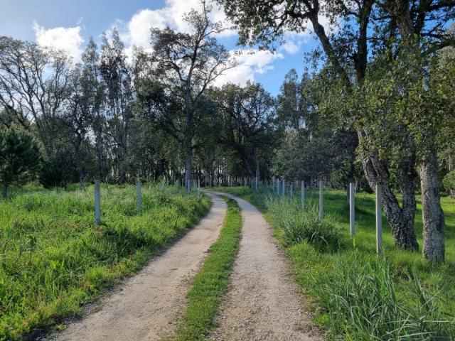 Terreno venda em Caldas Da Rainha, Leiria