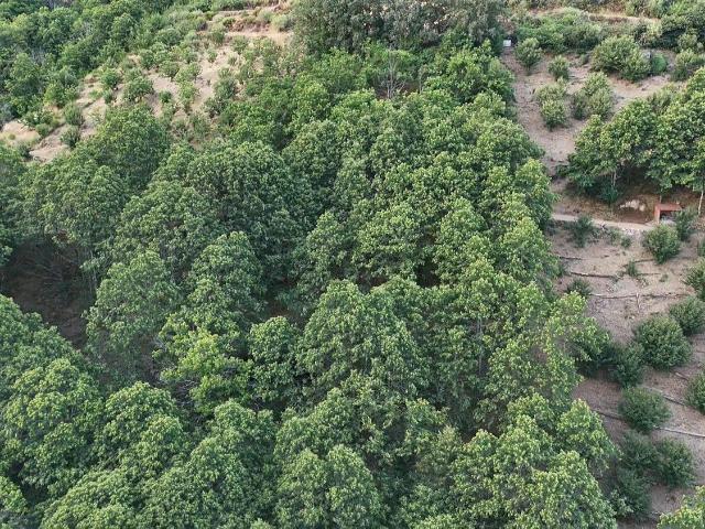 Terreno en venta en Navaconcejo, Extremadura