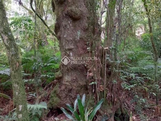 Terreno venda em Região Geográfica Imediata de Caxias do Sul, São Francisco de Paula