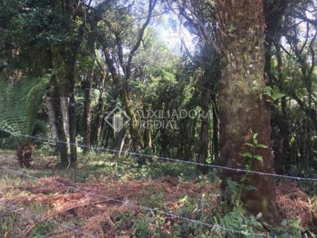 Terreno venda em Canela