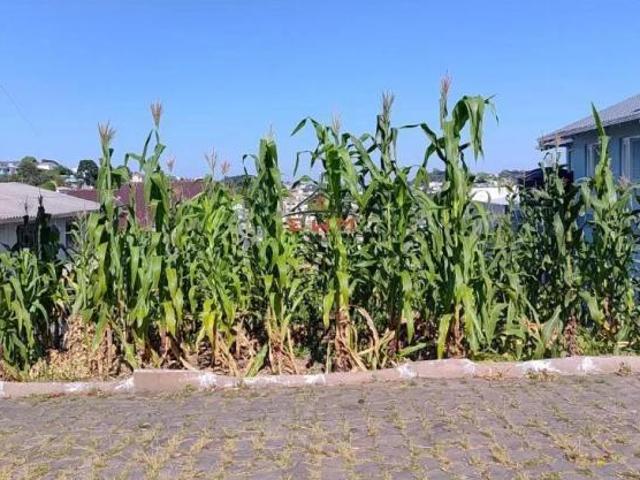 Terreno venda em Região Geográfica Imediata de Caxias do Sul, Farroupilha